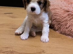 Baieti si fetite Cavalier King Charles