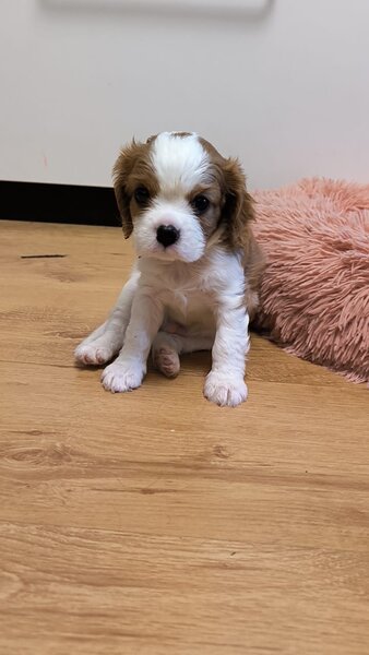 Baieti si fetite Cavalier King Charles