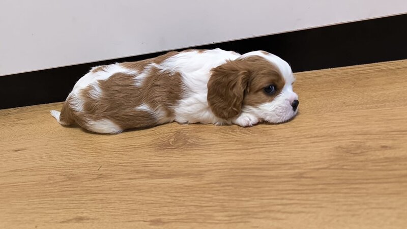 Baieti si fetite Cavalier King Charles