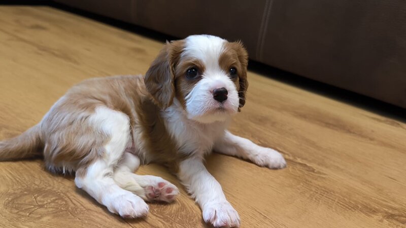 Baieti si fetite Cavalier King Charles