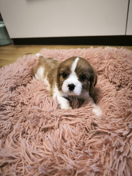 Baieti si fetite Cavalier King Charles