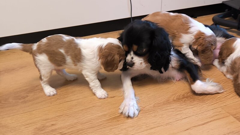 Baieti si fetite Cavalier King Charles