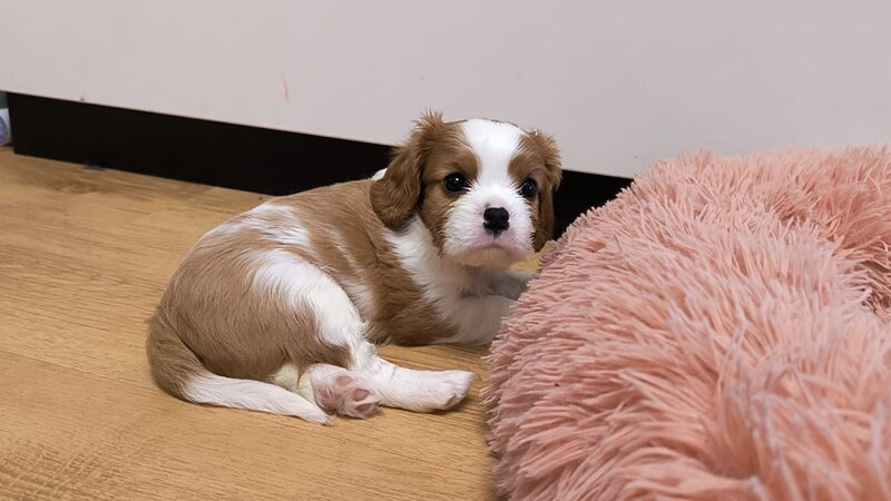 Baieti si fetite Cavalier King Charles