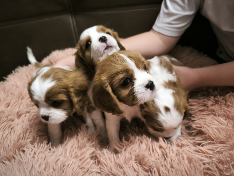 Baieti si fetite Cavalier King Charles