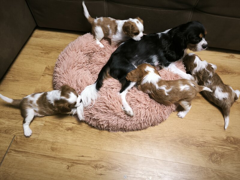 Baieti si fetite Cavalier King Charles
