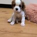 Baieti si fetite Cavalier King Charles